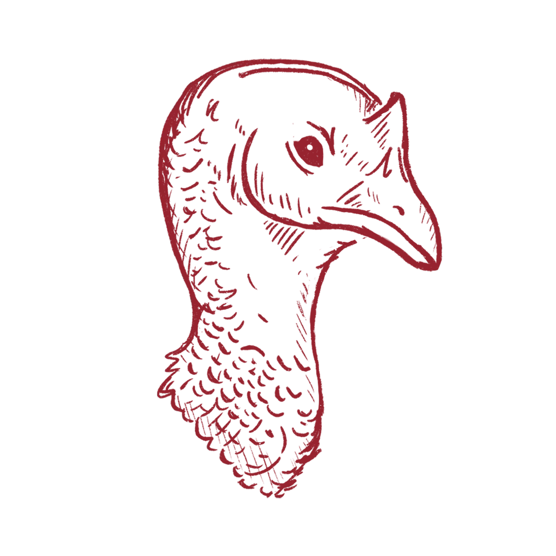 Turkey Drums